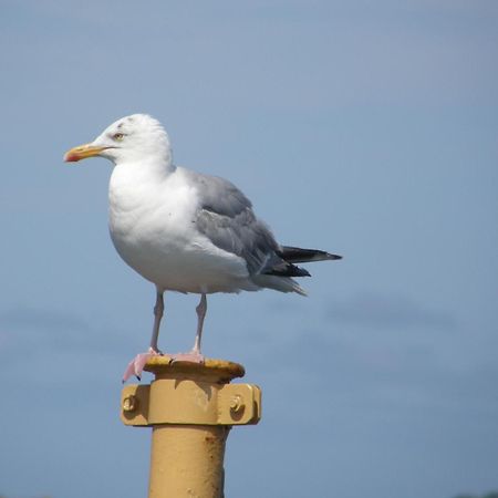 Oyster Cove Villa Croyde Bagian luar foto