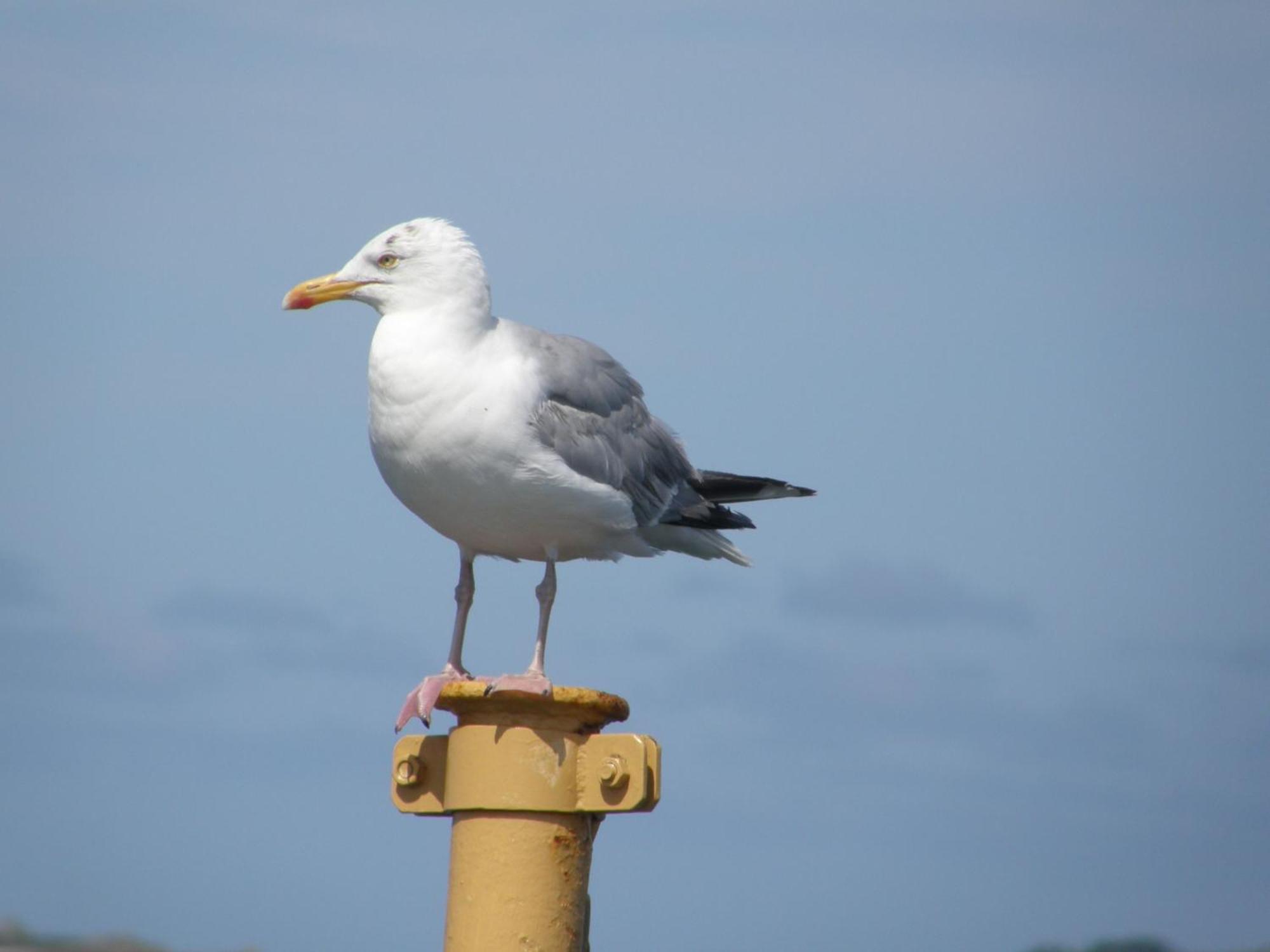 Oyster Cove Villa Croyde Bagian luar foto